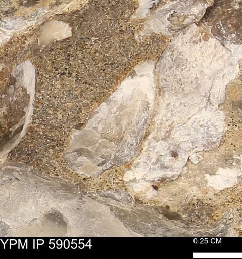 Ostreacea