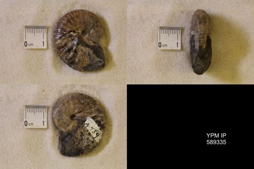 Discoscaphites sp.