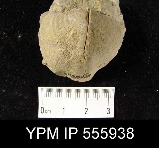 Reticularia pseudolineata