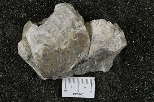 Inoceramus barabini