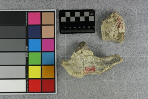 Dinohyus cf. hollandi