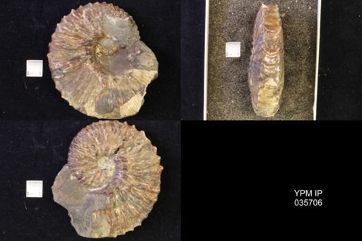 Jeletzkytes nebrascensis