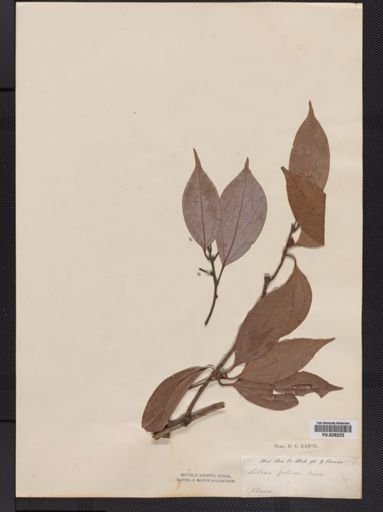 Litsea