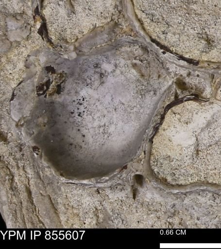 Ostreidae