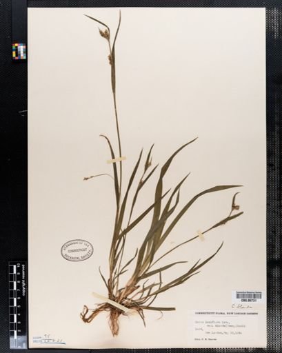 Carex laxiflora