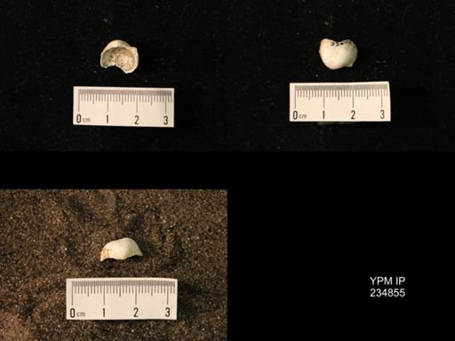 Marginifera fragilis