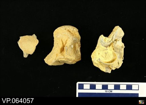 undet. Mosasauridae