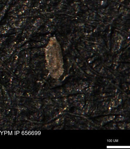 Spirolocammina planula