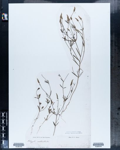 Polygala verticillata