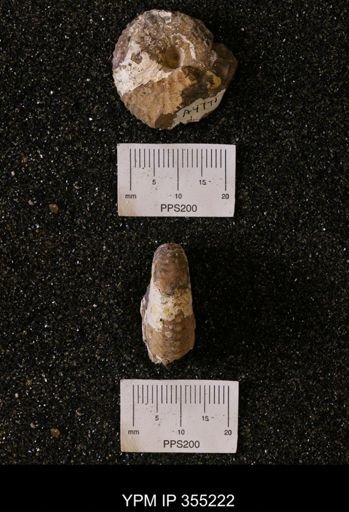 Discoscaphites sp.