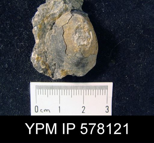 Orbiculoidea sp.