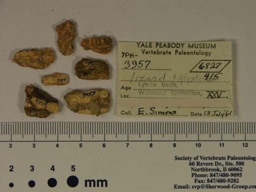 cf. Glyptosaurus