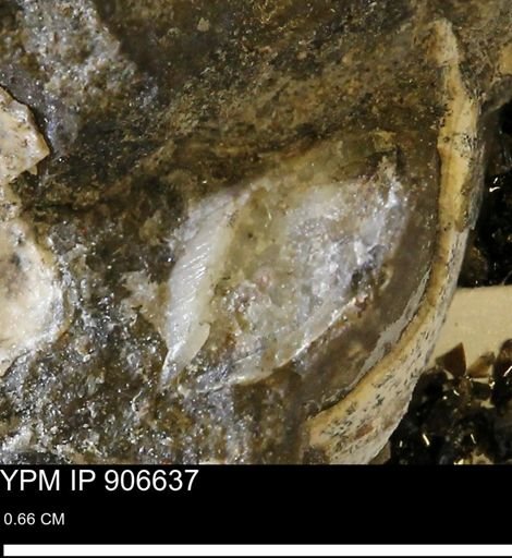 undet. Mollusca