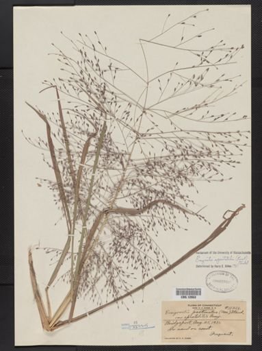Eragrostis spectabilis