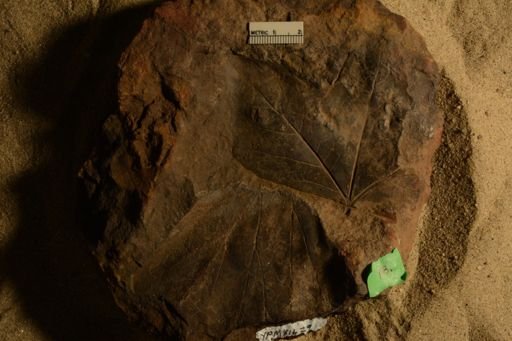 Sassafras cretaceum