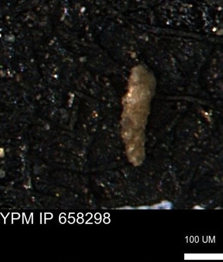 Verneuilinoides kansasensis