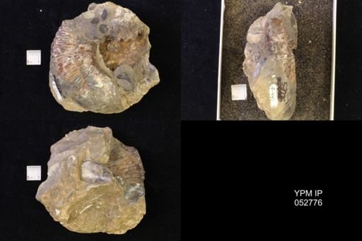 Jeletzkytes nebrascensis