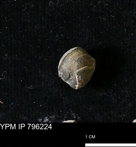 Protocardia subquadrata