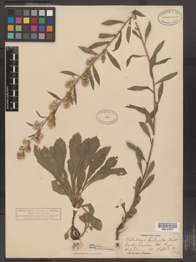Solidago puberula