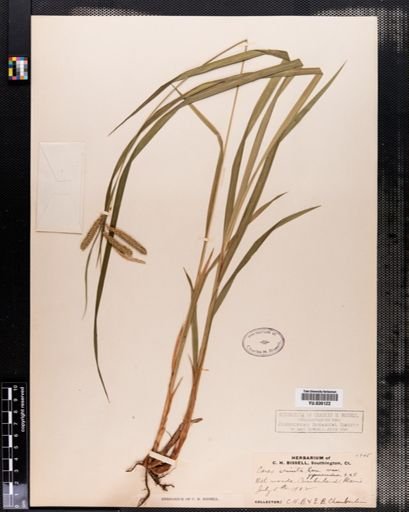 Plantae