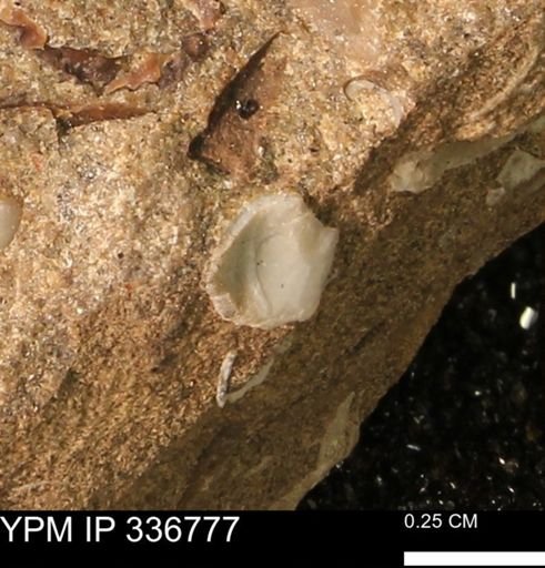 undet. Bivalvia