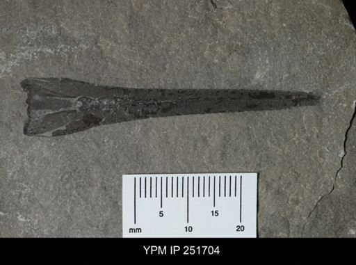 Eurypterus sp.