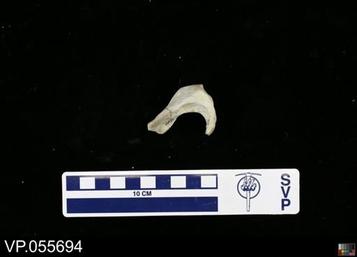 Mosasauridae