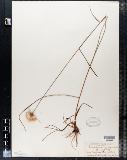 Eriophorum virginicum