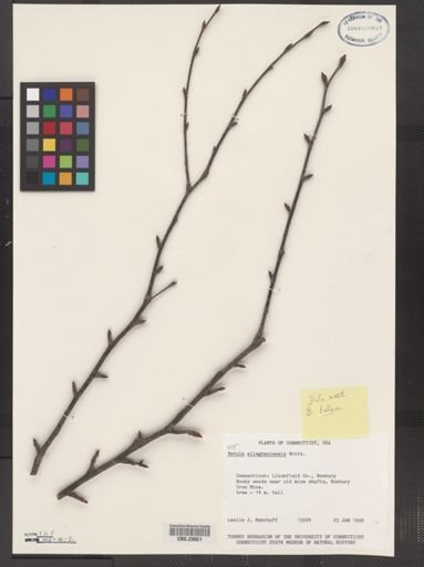 Betula lutea