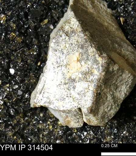 undet. Mollusca
