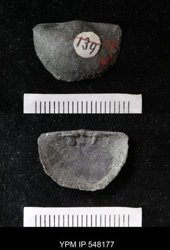 Douvillina inequistriata
