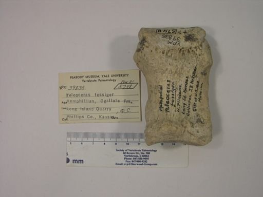 Teleoceras fossiger