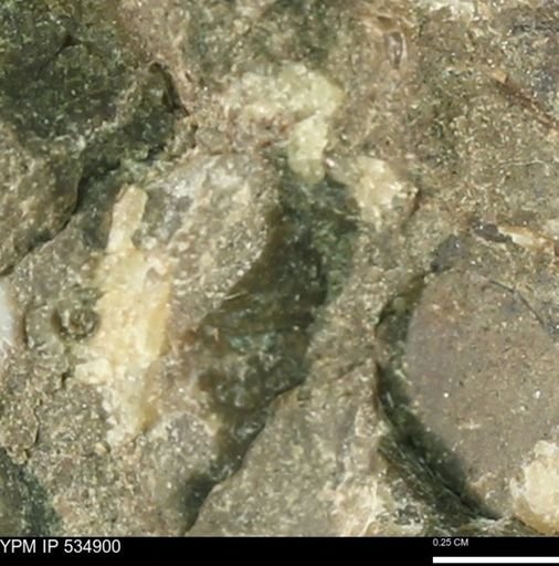undet. Mollusca