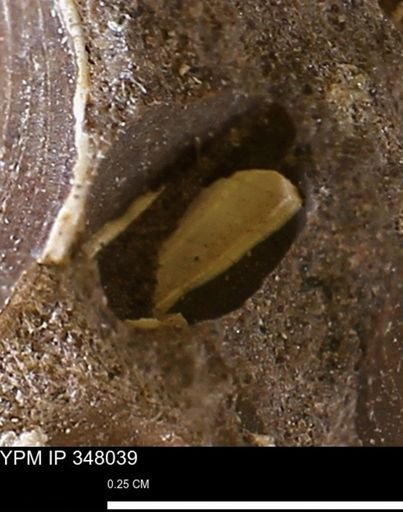 undet. Mollusca