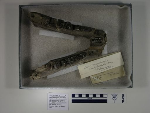Palaeosyops paludosus