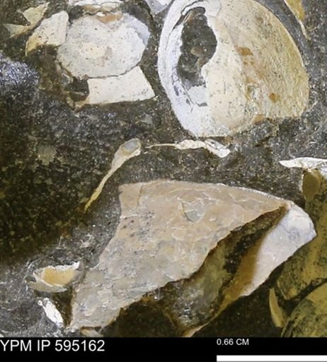 Protocardia sp.
