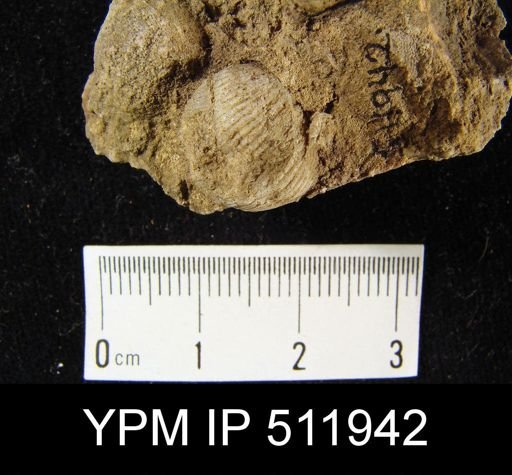Sphaerirhynchia sp.