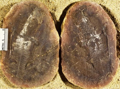 Pecopteris unita