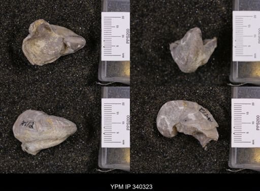 Gryphaea marcoui