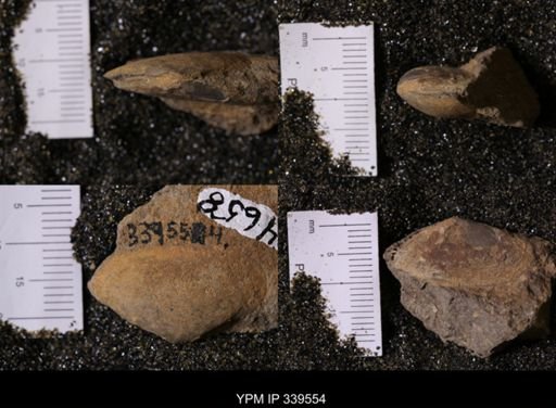 Tellina scitula