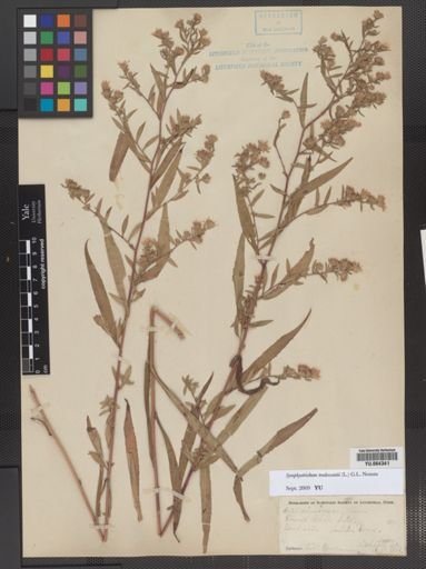 Symphyotrichum tradescantii