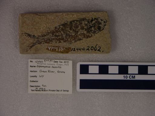 Knightia eocaena