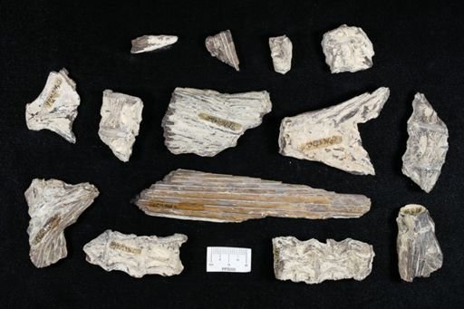 undet. Actinopterygii