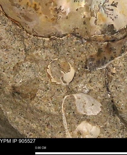 undet. Gastropoda