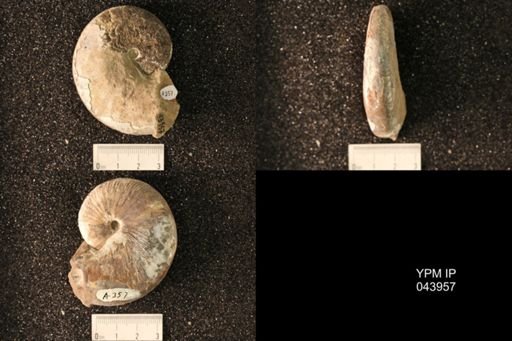 Hoploscaphites nicolletii