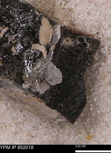 undet. Mollusca