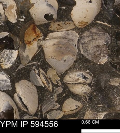 Protocardia sp.