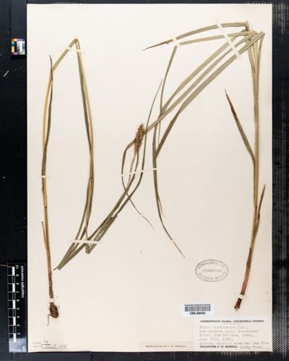 Carex trichocarpa