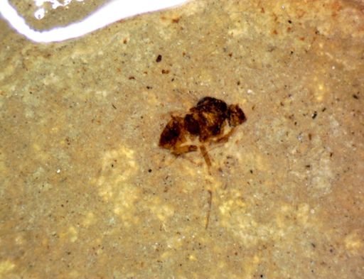 undet. Pterygota