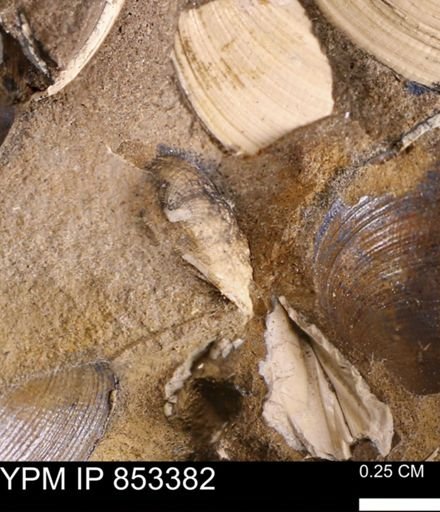 Limopsis striatopunctatus